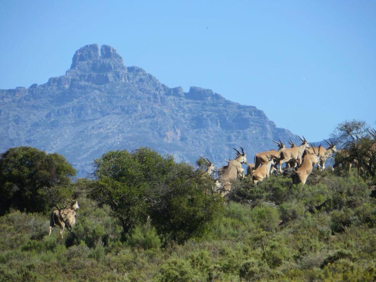 Rooiberg Wild Private Game Reserve Ladismith Buitenkant foto