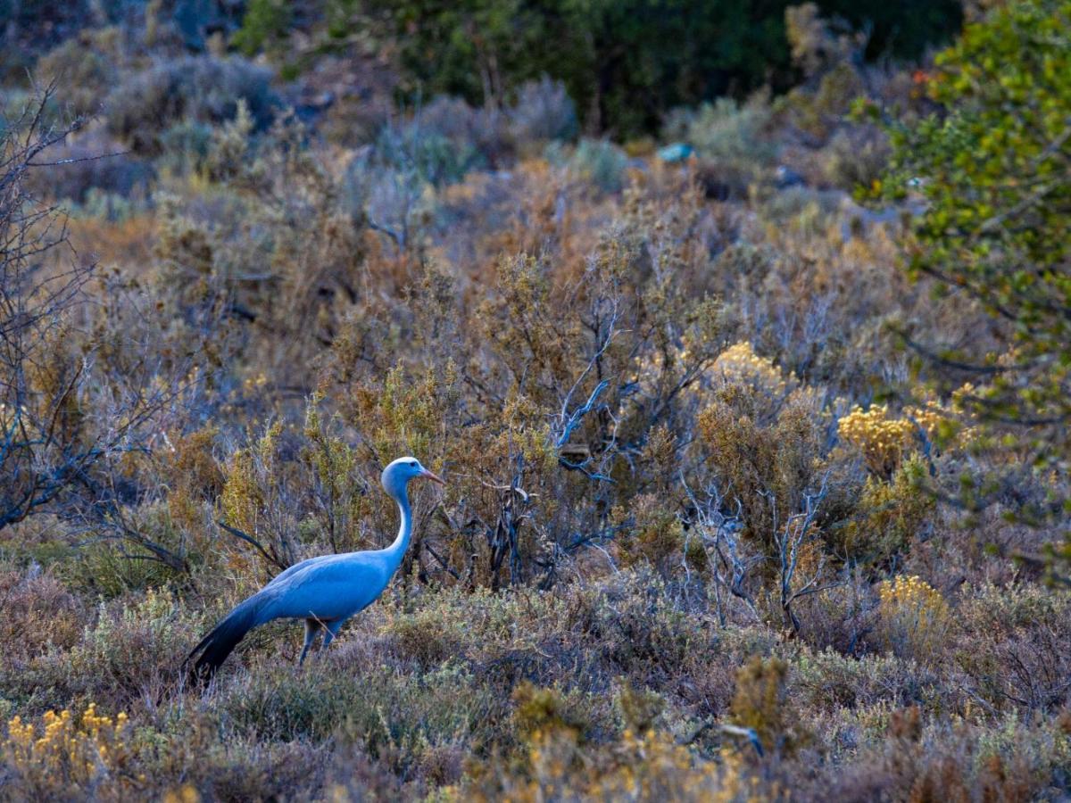 Rooiberg Wild Private Game Reserve Ladismith Buitenkant foto
