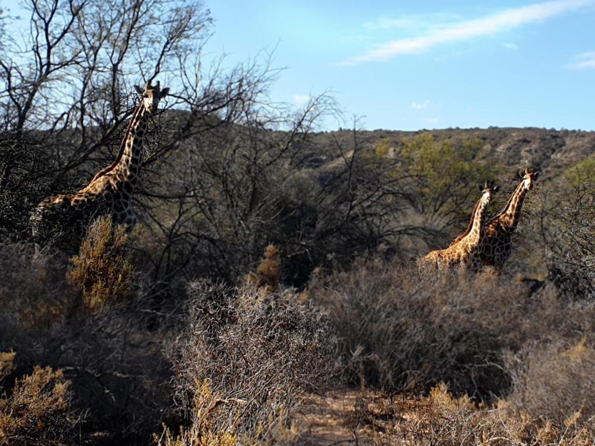 Rooiberg Wild Private Game Reserve Ladismith Buitenkant foto