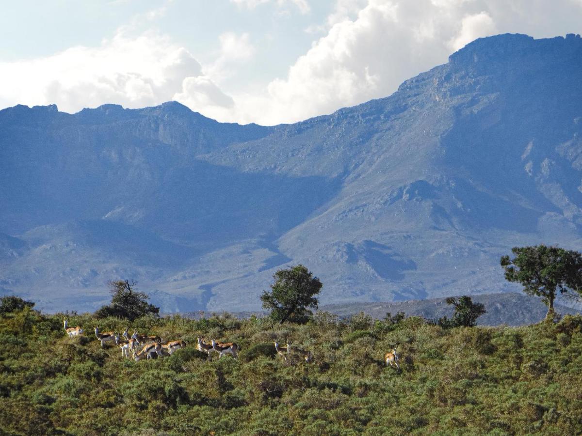 Rooiberg Wild Private Game Reserve Ladismith Buitenkant foto