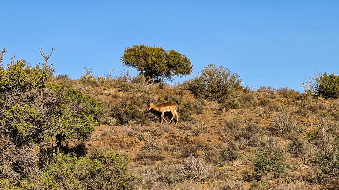 Rooiberg Wild Private Game Reserve Ladismith Buitenkant foto