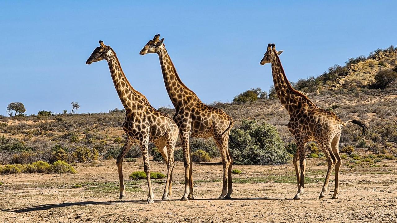 Rooiberg Wild Private Game Reserve Ladismith Buitenkant foto