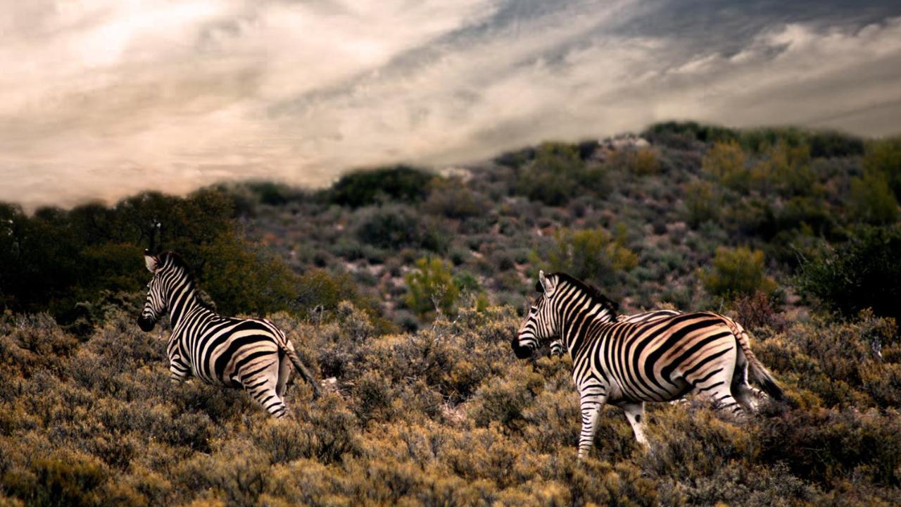 Rooiberg Wild Private Game Reserve Ladismith Buitenkant foto